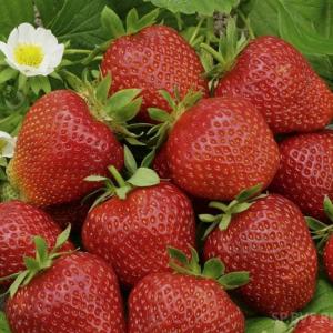 Клубника "ФЕСТИВАЛЬНАЯ" (6 шт.)