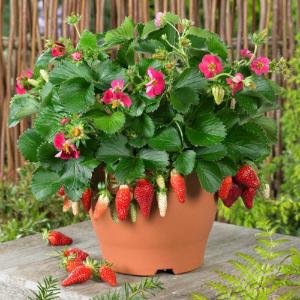 Клубника "ТРИСТАН" (6 шт.)